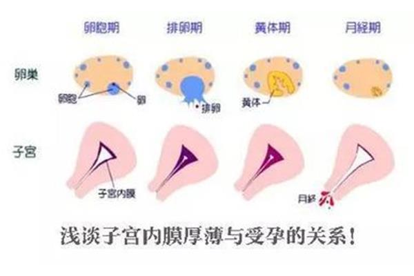 子宫内膜多厚可以移植,试管婴儿内膜多厚可以移植