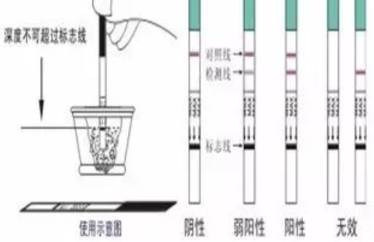 hcg是什么意思,hcg是检查什么项目