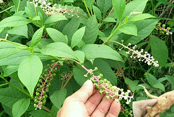 商陆根茎能食用吗?商陆根茎有毒吗